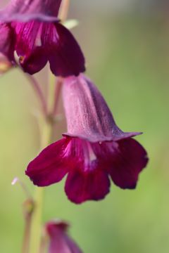 Penstemon 'Raven'