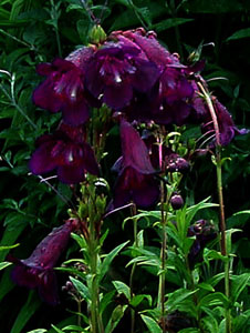 Penstemon 'Raven'