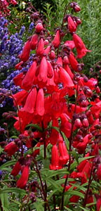 Penstemon 'Razzle Dazzle'