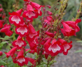 Penstemon 'Red Hot Kissed'