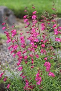 Penstemon 'Red Rocks'