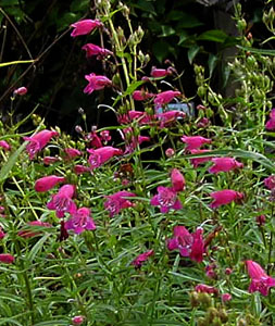 Penstemon 'Red Rocks'