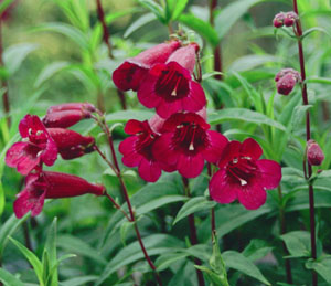 Penstemon 'Rich Ruby'