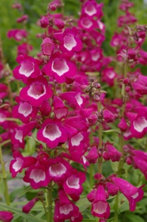 Penstemon 'Rose Kissed'