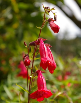 Penstemon 'Ruby'