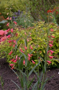 Penstemon 'Schooley's Coral'