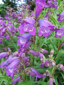 Penstemon 'Sour Grapes'