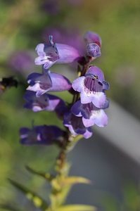 Penstemon 'Stapleford Gem'