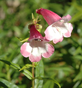 Penstemon 'Sutton's Pink Bedder'