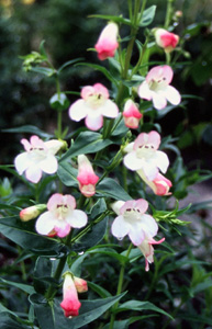 Penstemon 'Thorn'