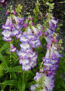 Penstemon 'Violet Kissed'