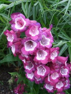 Penstemon 'Wine Kissed'