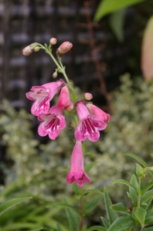 Penstemon 'Wisley Pink'