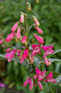 Penstemon 'Elfin Pink'