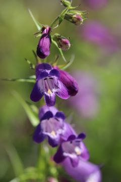 Penstemon campanulatus 'Evelyn'