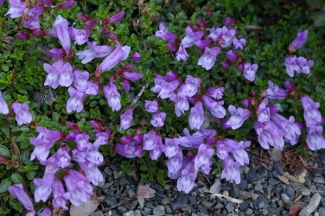 Penstemon davidsonii