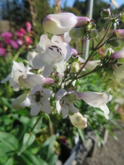 Penstemon digitalis