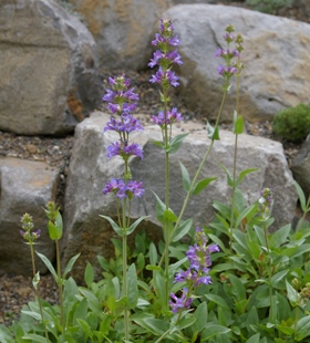 Penstemon euglaucus