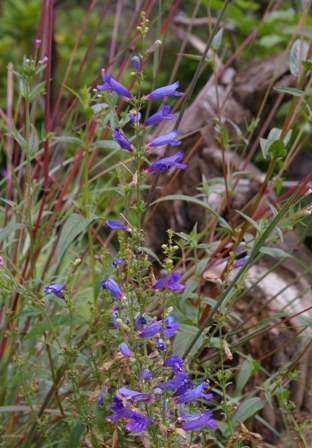 Penstemon heterophyllus 'Blue Springs'