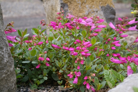 Penstemon newberryi