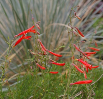 Penstemon pinifolius