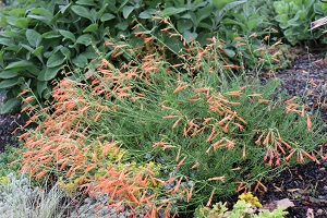 Penstemon pinifolius 'Melon'