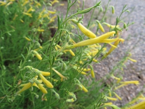 Penstemon pinifolius 'Mersea Yellow'