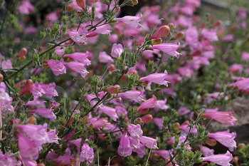 Penstemon richardsonii Pink Form