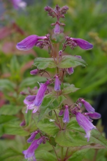 Penstemon smallii