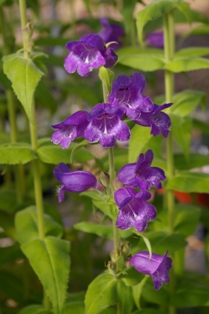 Penstemon sp. (chiapas x 'Hidalgo')