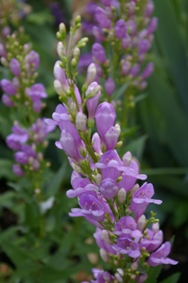 Penstemon venustus