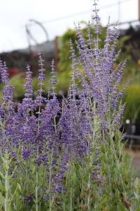 Perovskia atriplicifolia 'Little Spire' (PP11643)