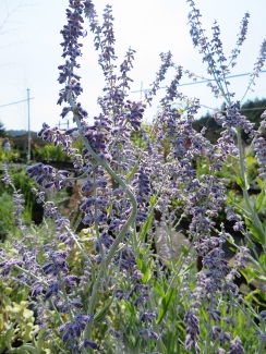 Perovskia atriplicifolia 'Little Spire' (PP11643)