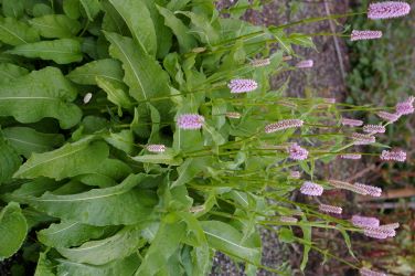 Persicaria bistorta 'Superba'