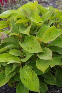 Persicaria virginiana 'Brush Strokes'