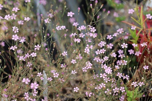 Petrorhagia saxifraga