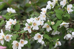 Philadelphus 'Belle Etoile'