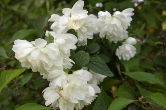 Philadelphus 'Snowbelle'