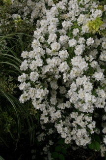 Philadelphus lemoinei 'Avalanche' (x)