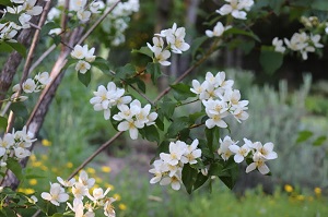 Philadelphus lewisii