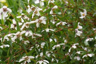 Philadelphus madrensis