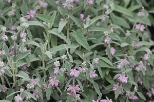 Phlomis italica