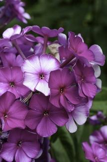 Phlox paniculata 'Nicky'