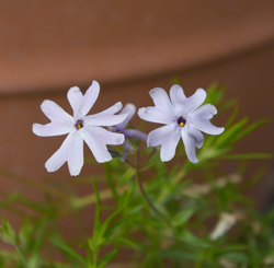 Phlox subulata 'Allegheny Smoke'