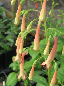 Phygelius 'Peach Trombone'