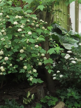 Physocarpus capitatus