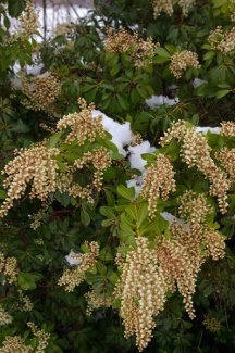 Pieris 'Karenoma'