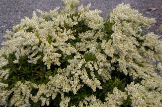 Pieris japonica 'Compacta'