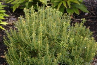 Pieris japonica 'Pygmaea'