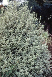 Pittosporum 'Garnettii'